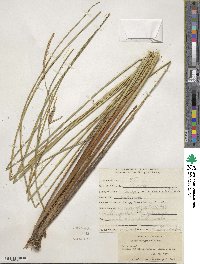 Carex lasiocarpa image