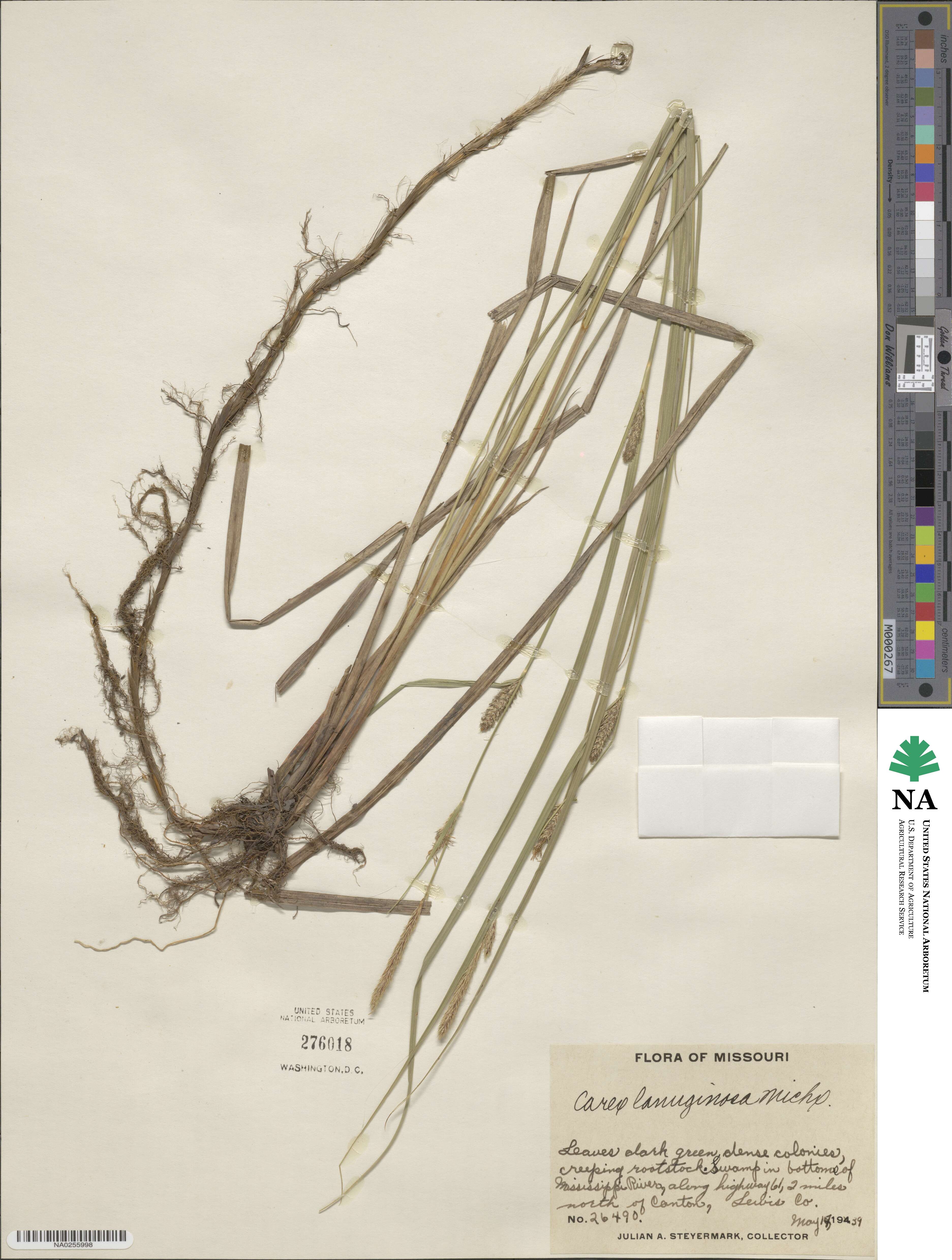 Carex lasiocarpa image