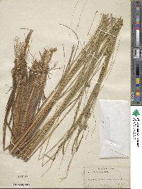 Carex lasiocarpa image