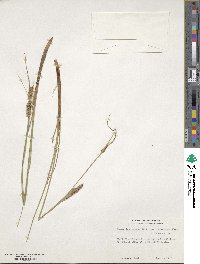 Carex lasiocarpa image