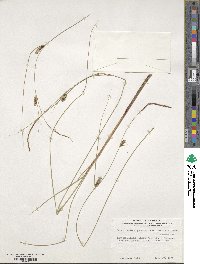 Carex lasiocarpa image