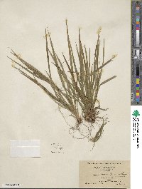 Carex laxiculmis image