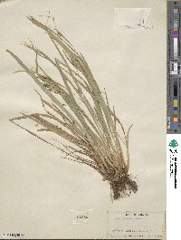 Carex laxiculmis image