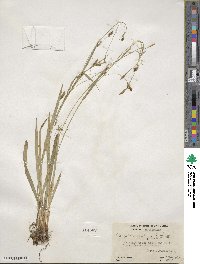 Carex laxiculmis image