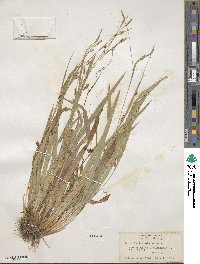 Carex laxiculmis image