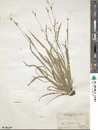 Carex laxiculmis image