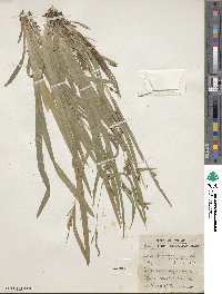 Carex laxiculmis image