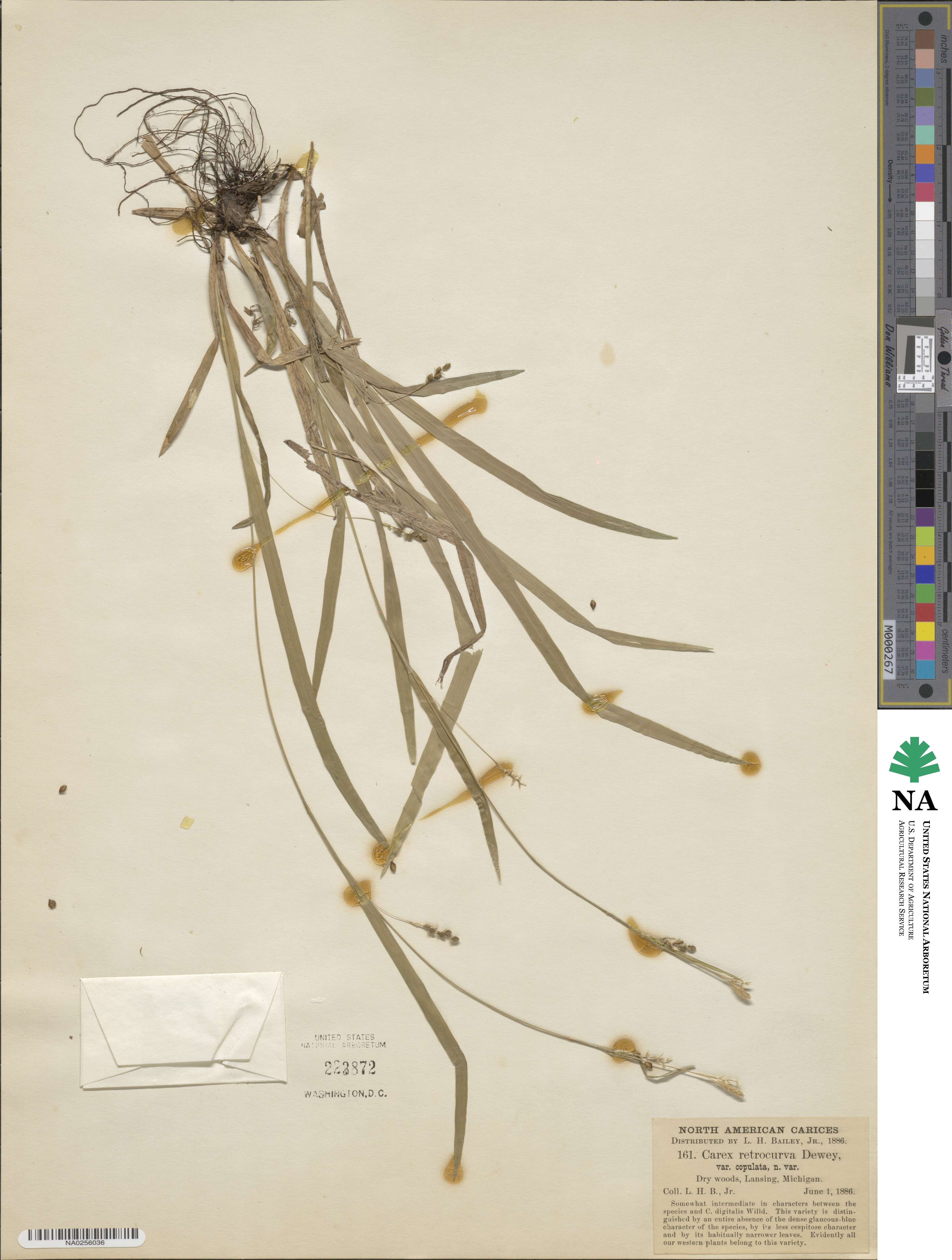 Carex laxiculmis image