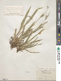 Carex laxiflora var. laxiflora image