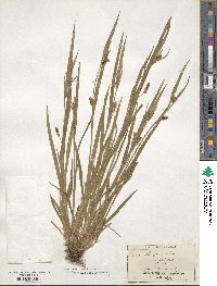Carex striatula image