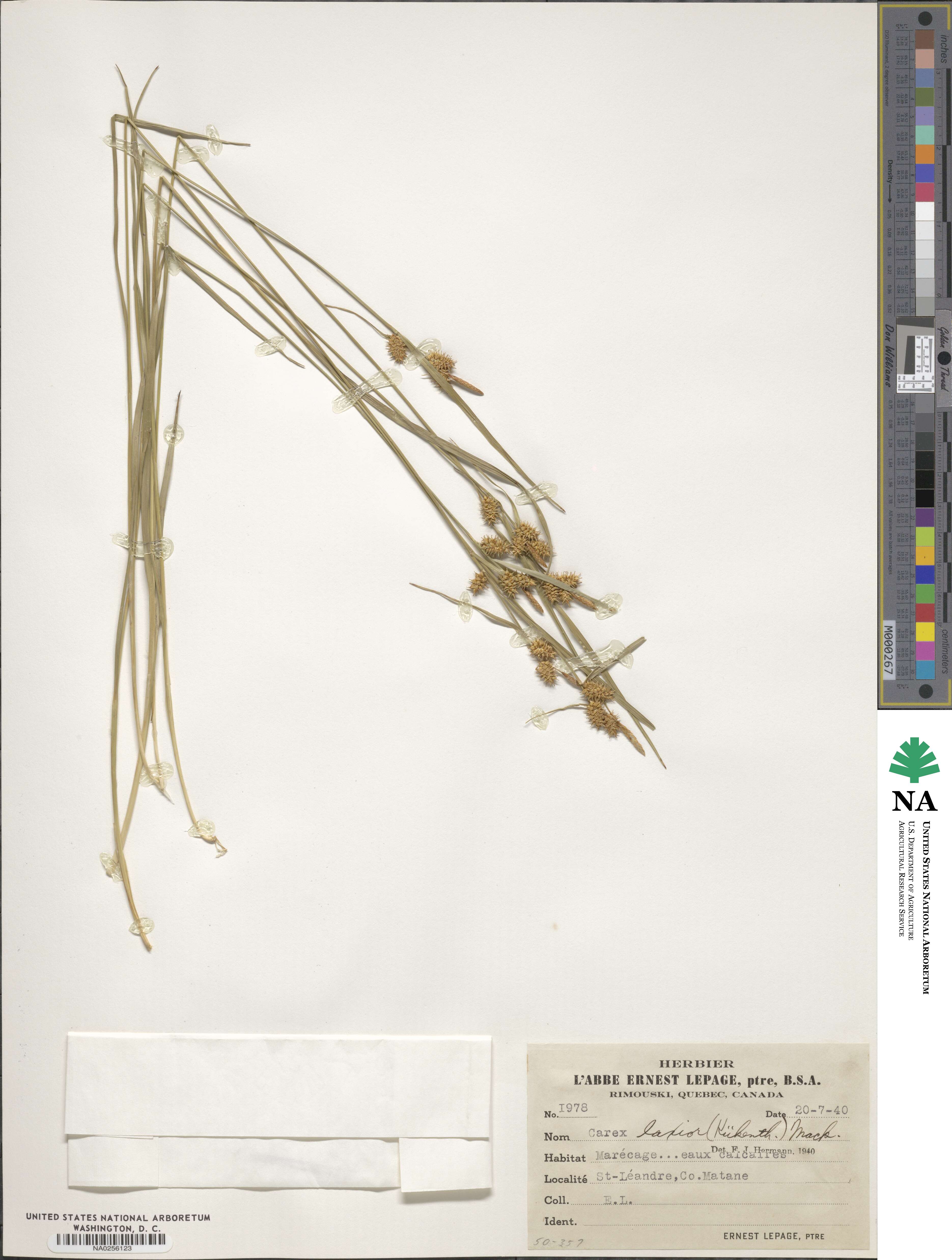 Carex flava image