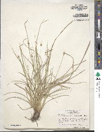 Carex leavenworthii image