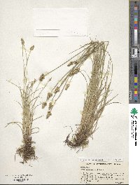 Carex leavenworthii image