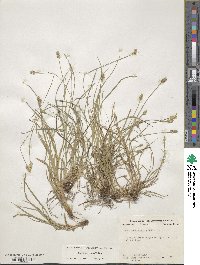 Carex leavenworthii image