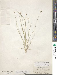 Carex leavenworthii image