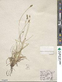 Carex leavenworthii image