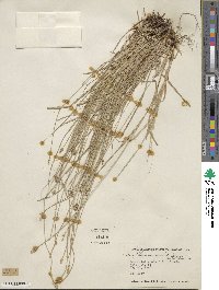 Carex leavenworthii image