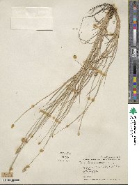 Carex leavenworthii image