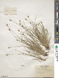 Carex leavenworthii image