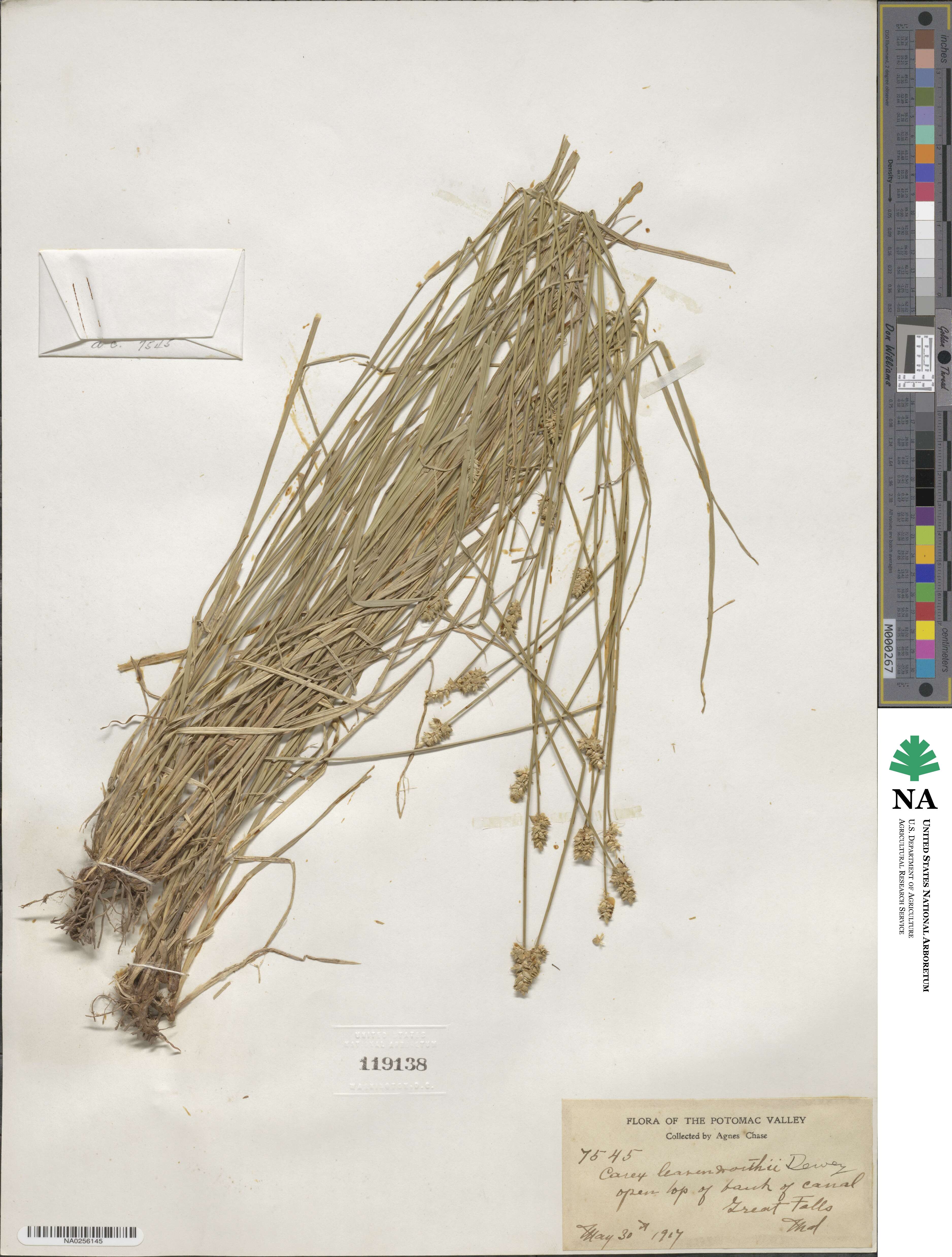 Carex leavenworthii image