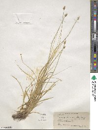 Carex leavenworthii image