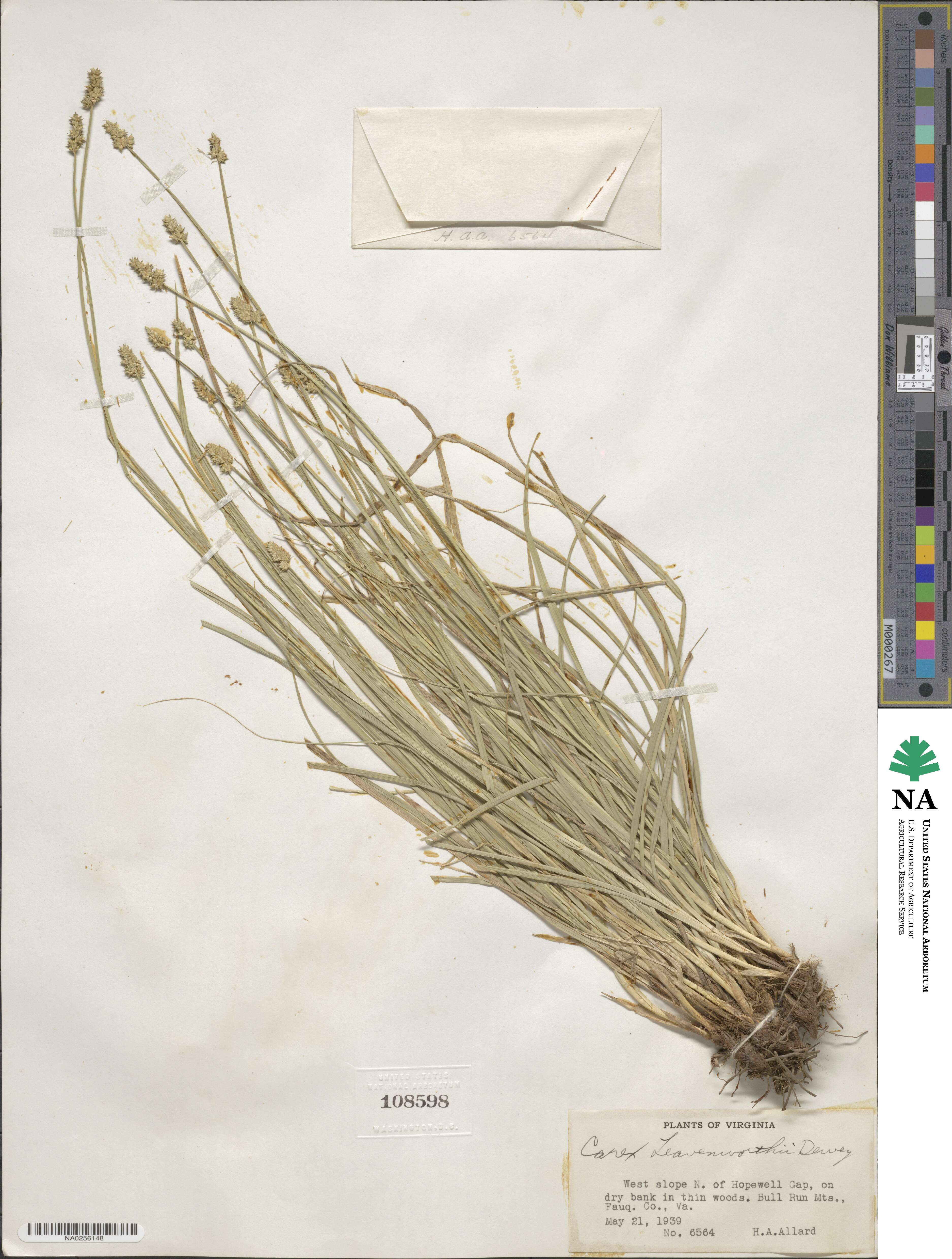 Carex leavenworthii image