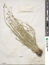 Carex leavenworthii image