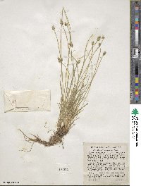 Carex leavenworthii image