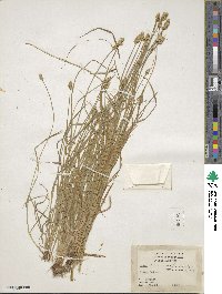 Carex leavenworthii image