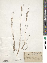 Carex lenticularis image