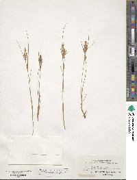 Carex lenticularis image