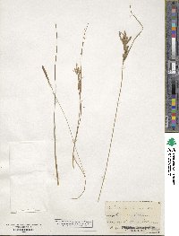 Carex lenticularis image