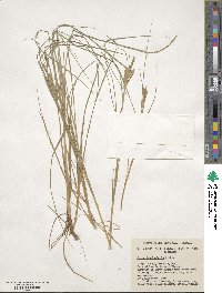 Carex lenticularis image