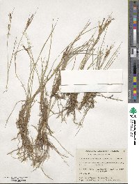 Carex lenticularis image