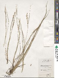 Carex lenticularis image