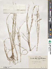 Carex lenticularis image