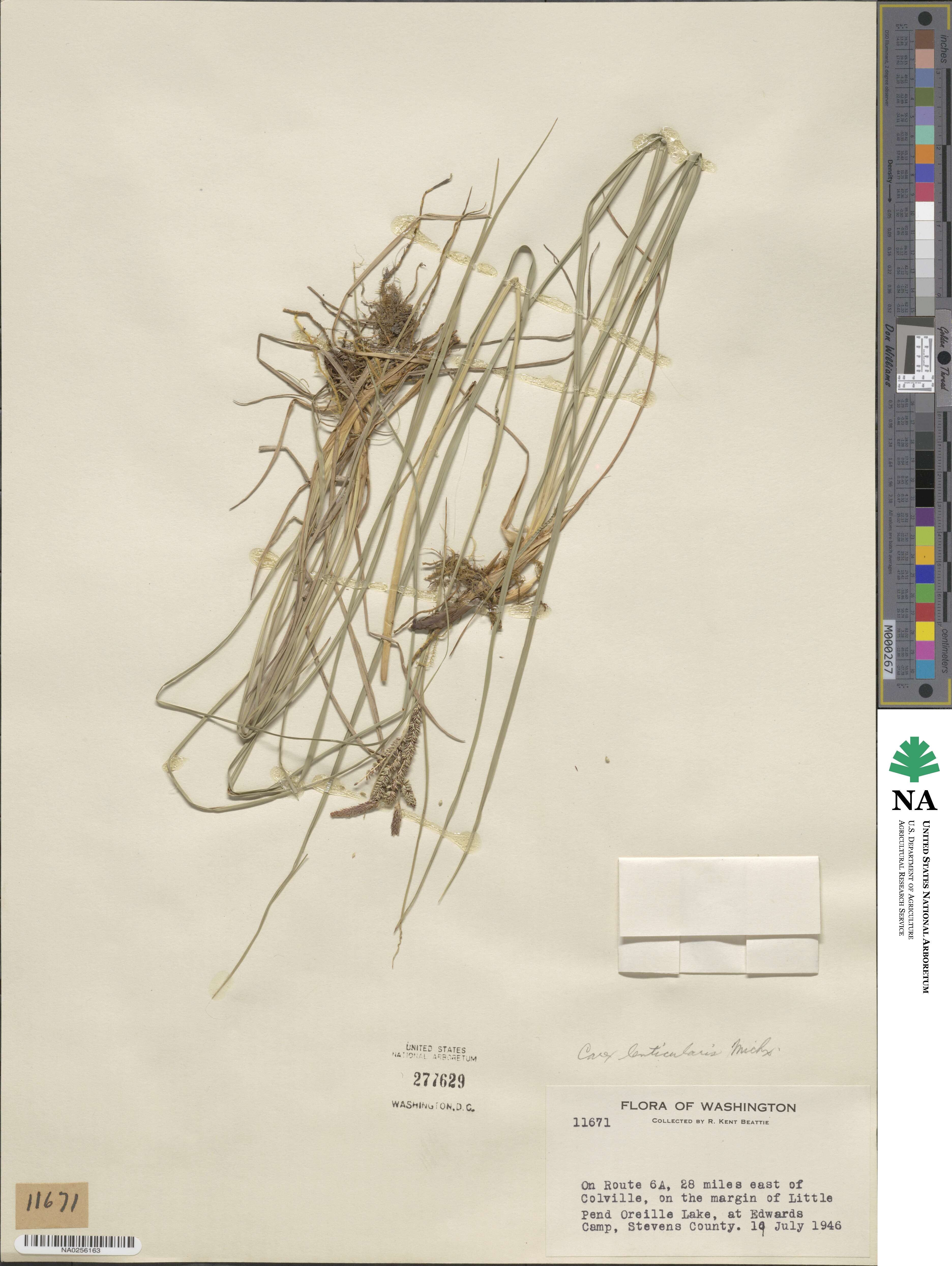 Carex lenticularis image