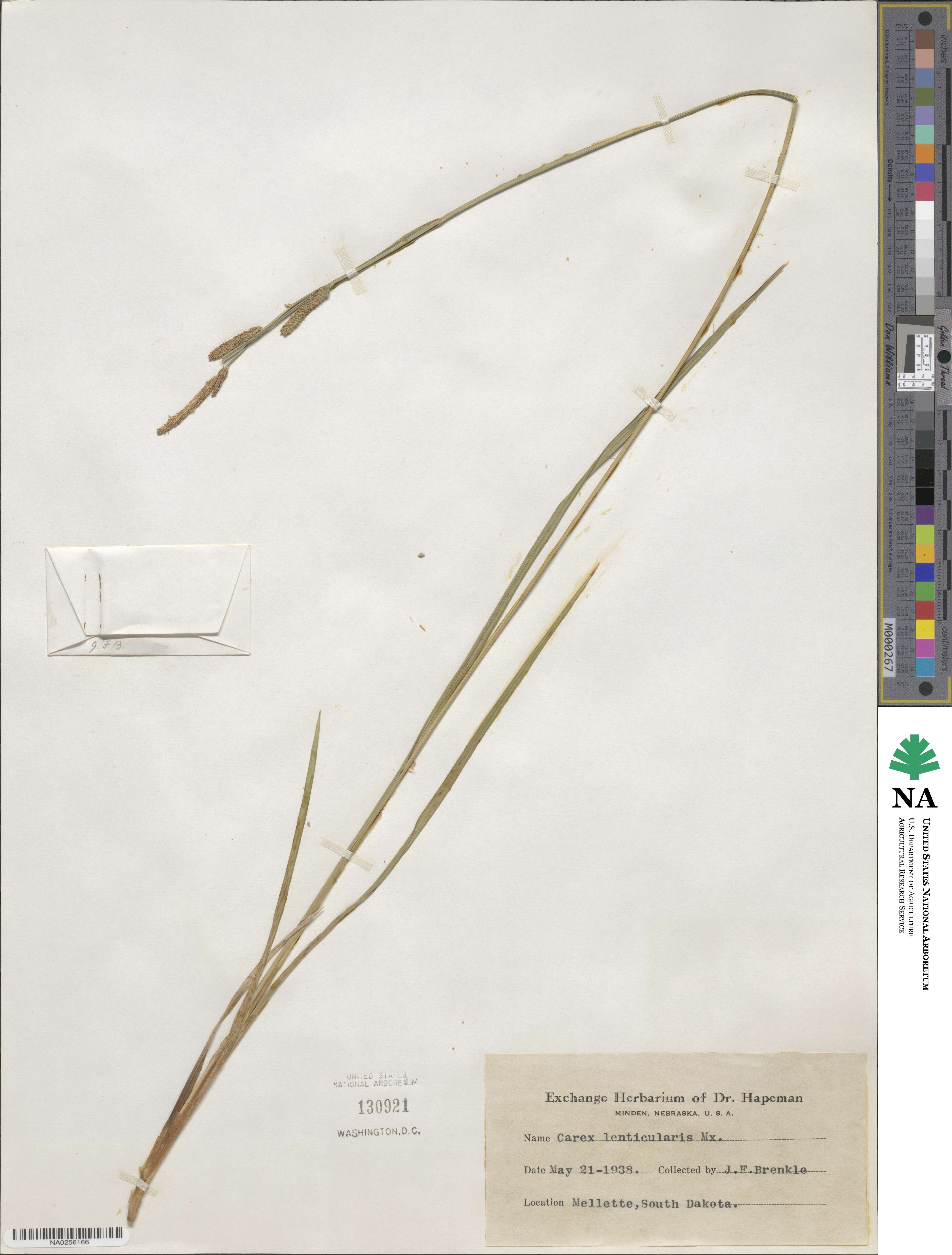 Carex lenticularis image