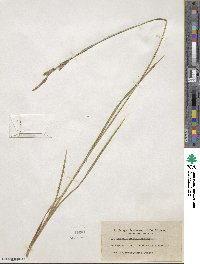 Carex lenticularis image