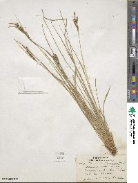 Carex lenticularis image