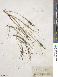 Carex lenticularis image