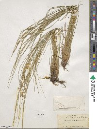 Carex lenticularis image