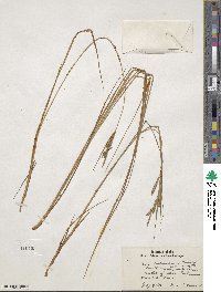 Carex lenticularis image