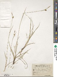 Carex lepidocarpa image