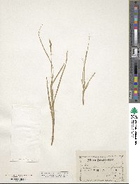 Carex leporina image