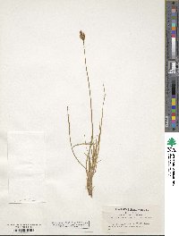 Carex leporina image