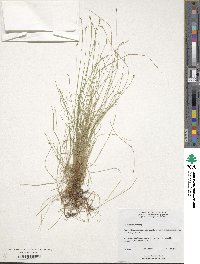 Carex leptalea image