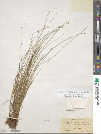 Carex leptalea image