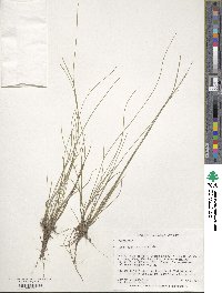 Carex leptalea image