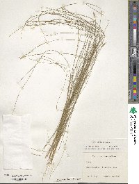 Carex leptalea image